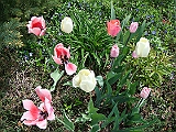 45 Nancy's Garden [2009 May 10]